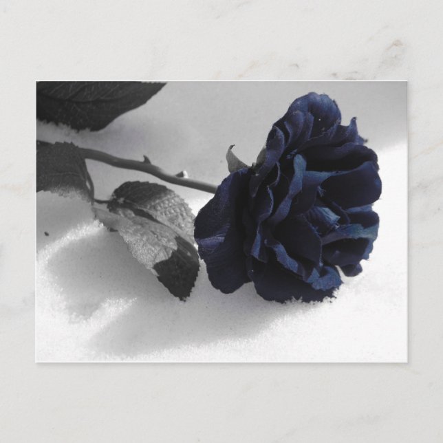 Carte Postale Rose bleu (Devant)