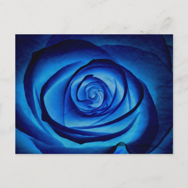 Carte postale Rose bleu (Devant)
