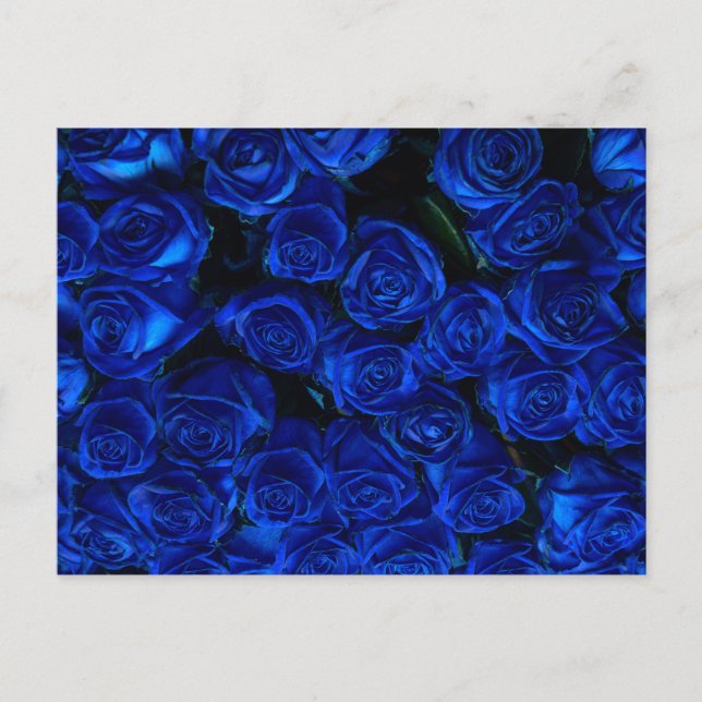Carte Postale Rose bleu (Devant)