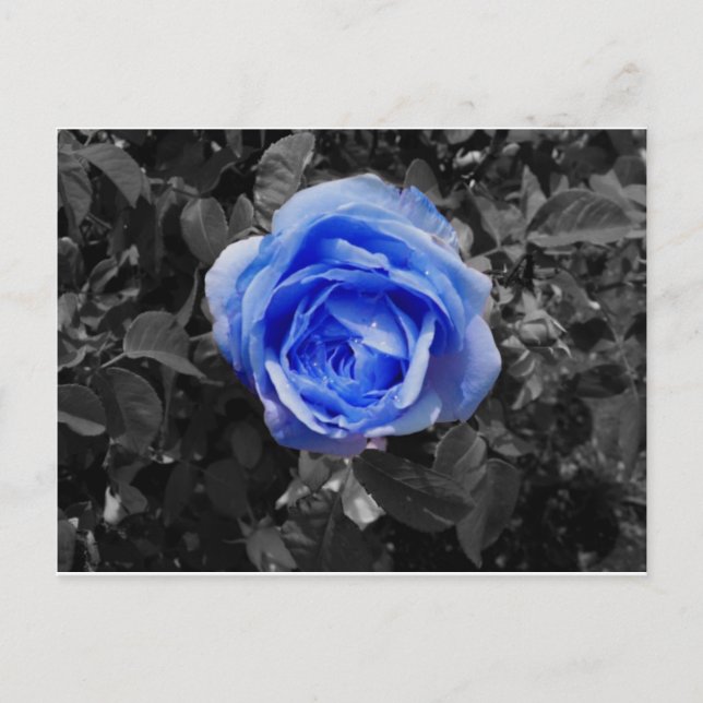Carte Postale Rose bleu (Devant)