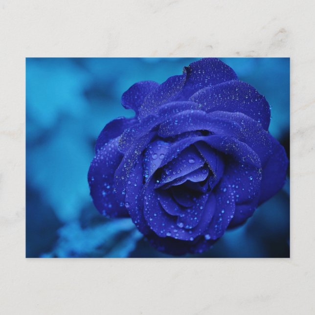 Carte Postale Rose bleu avec gouttes de Dew (Devant)