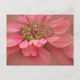 Carte Postale Rose Blush Poinsettias Art numérique