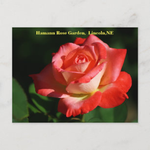 Carte postale Rose Brigadoon HRG 400 2014