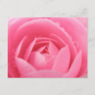 Carte postale Rose Camellia