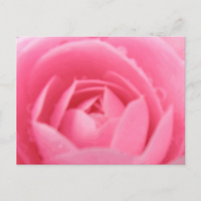 Carte postale Rose Camellia (Devant)