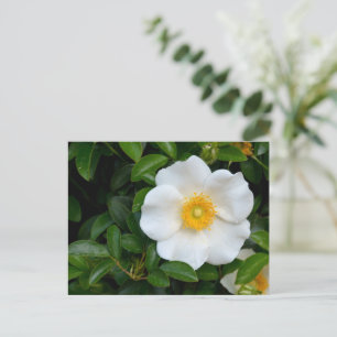Carte Postale Rose Cherokee blanc