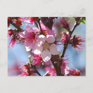 Carte postale Rose Cherry Blossom