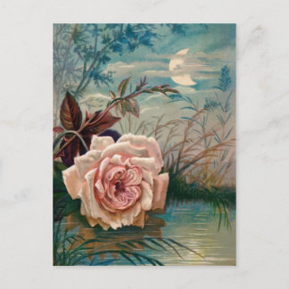 Carte postale Rose clair de lune