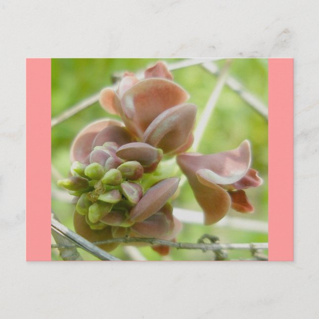 Carte postale rose Comme Un Pois (Devant)