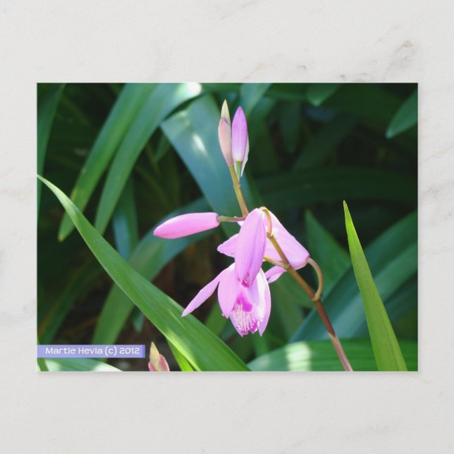 Carte Postale Rose contre vert (Devant)