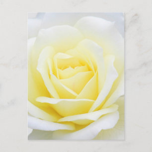 Carte Postale Rose crémeux