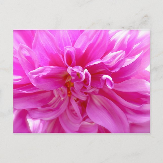Carte postale Rose Dahlia (Devant)