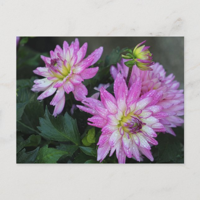 Carte postale Rose Dahlia (Devant)