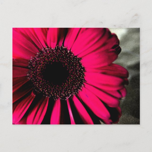 Carte postale Rose Daisy (Devant)
