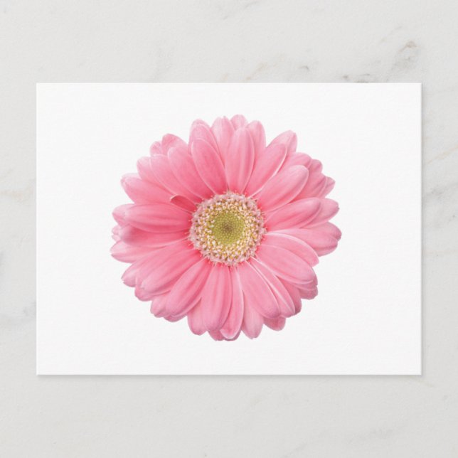 Carte Postale ROSE DAISY simple Fleur blanc Arrière - plan P36 (Devant)