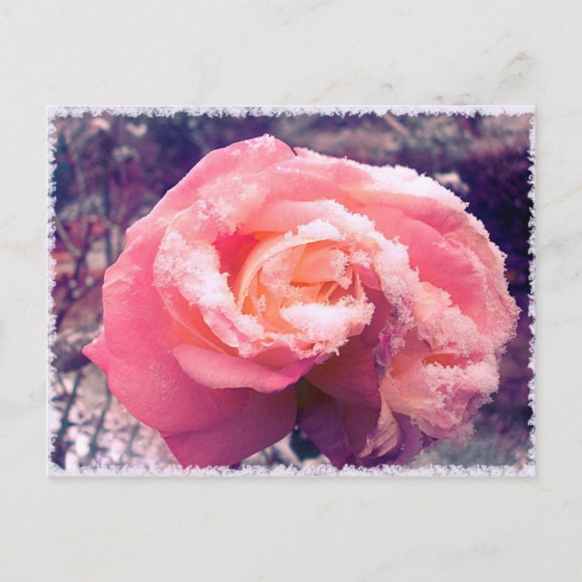 Carte Postale rose dans la neige. (Devant)