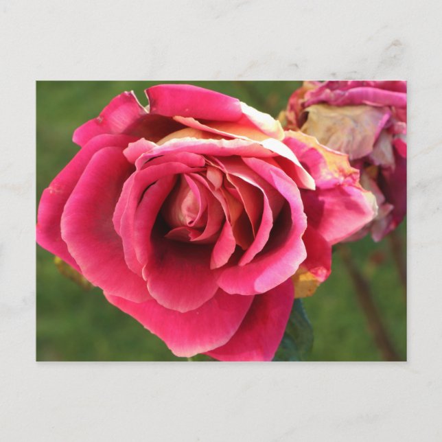 Carte Postale Rose dans le jardin (Devant)
