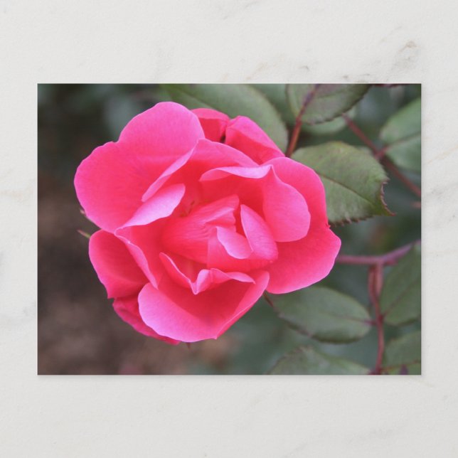 Carte Postale Rose d'automne (Devant)