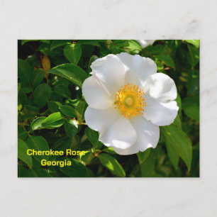 Carte Postale Rose de Cherokee Fleur de l'État de Géorgie