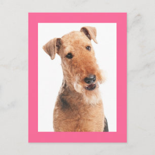 Carte postale rose de chiot Airedale Terrier
