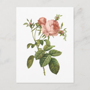 Carte Postale rose de chou (Rosa centifolia foliacea) par Redout