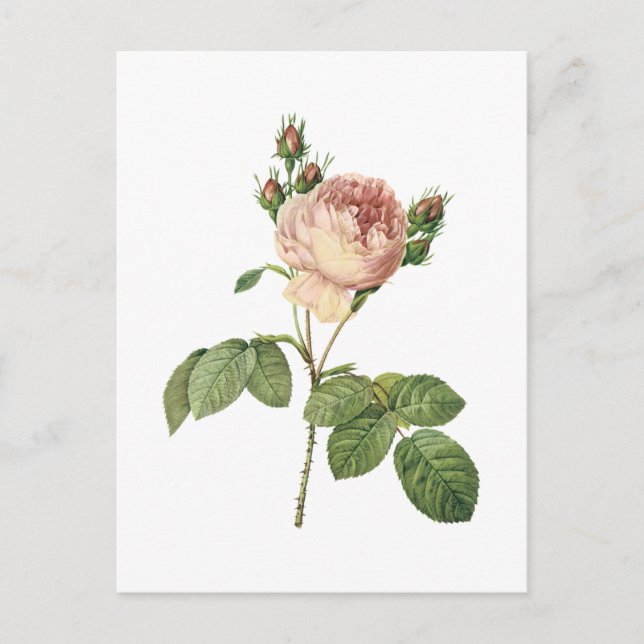Carte Postale rose de chou (Rosa centifolia) par Redouté (Devant)