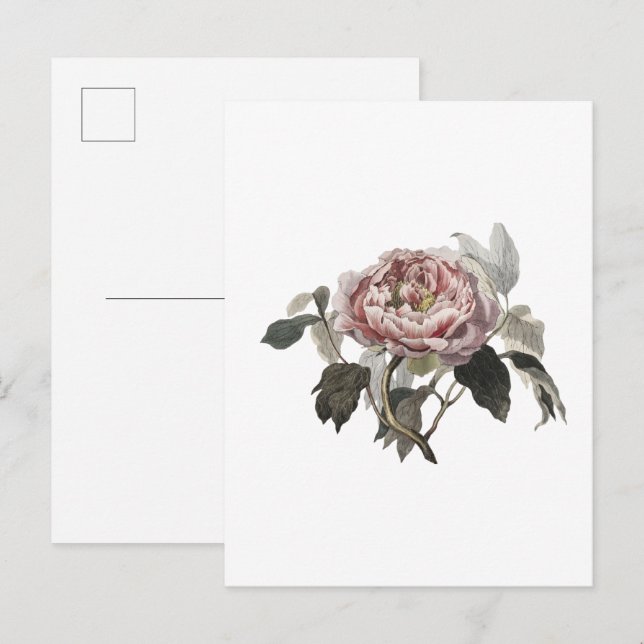 Carte Postale Rose de chou rose dessinée à la main. (Devant / Derrière)