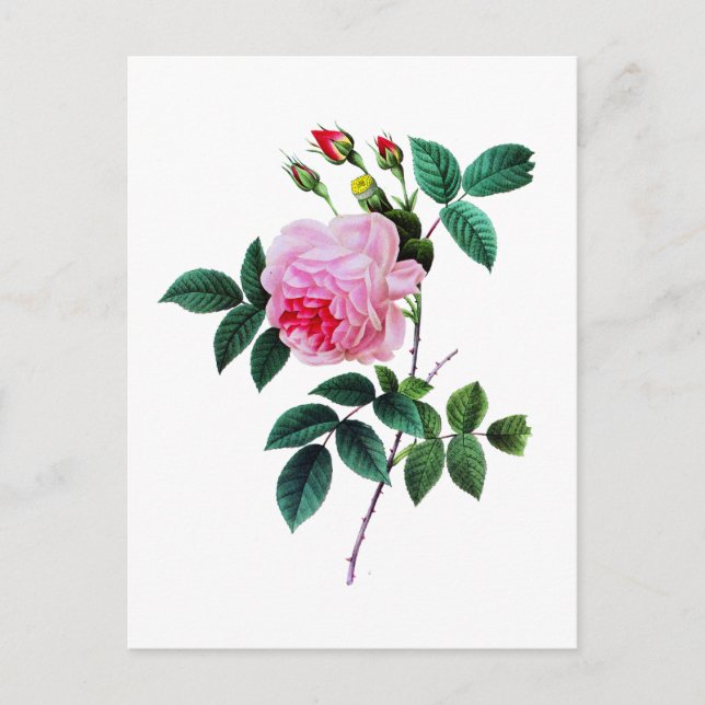 Carte Postale Rose de chou rose par Pierre Joseph Redoute (Devant)