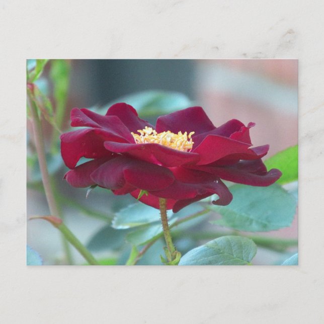 Carte postale rose de cluster noir (Devant)
