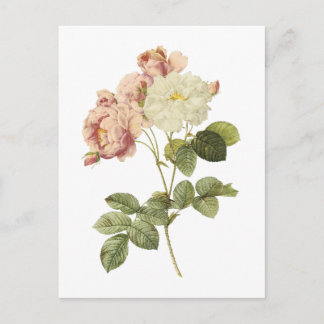 Carte Postale rose de Damas (Rosa damascena celsiana) par Redout