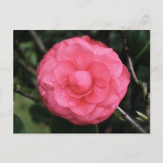 Carte Postale rose de fleurs, mauritius, mysauvetage (Devant)