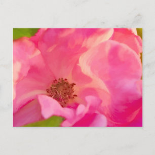 Carte Postale Rose de Knockout rose Abstrait