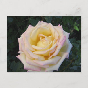 Carte Postale Rose de la paix