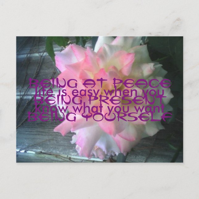 Carte postale Rose de la paix (Devant)