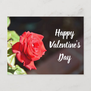 Carte postale rose de la Saint-Valentin