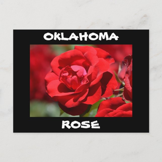 Carte Postale Rose de l'Oklahoma (Devant)