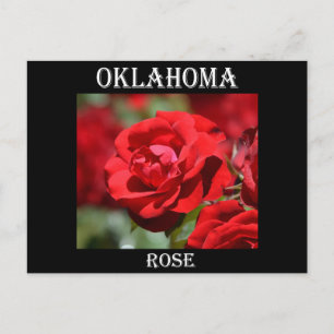 Carte Postale Rose de l'Oklahoma