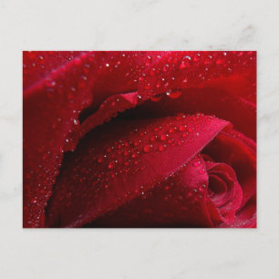Carte Postale Rose de macro rouge avec gouttelettes d'eau