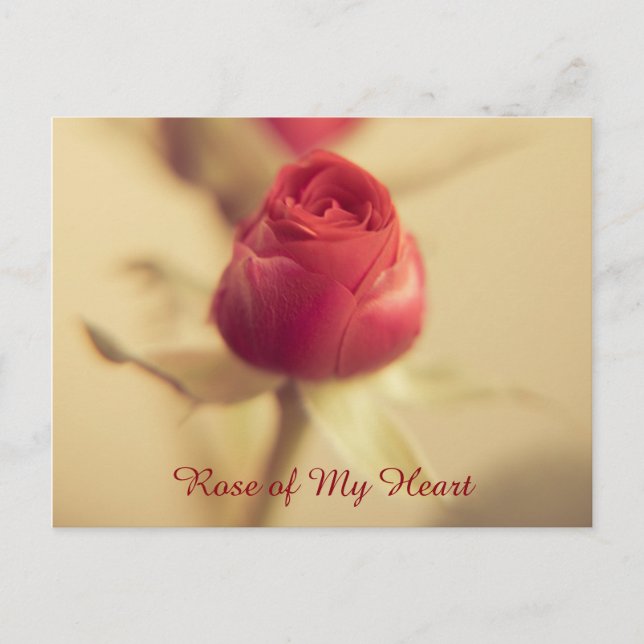 Carte Postale Rose de mon coeur (Devant)