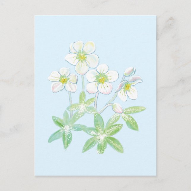 Carte Postale Rose de Noël, Helleborus niger (Devant)
