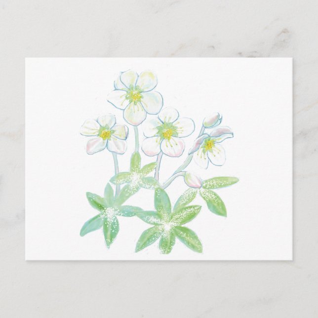 Carte Postale Rose de Noël, Helleborus niger (Devant)