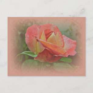 Carte Postale Rose de paix en fleurs