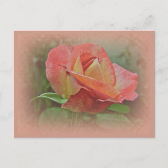 Carte Postale Rose de paix en fleurs (Devant)