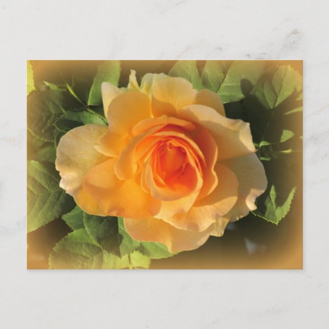 Carte postale Rose de parfum miel (Devant)