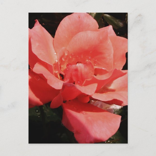 Carte Postale rose de pêche et détritus (Devant)