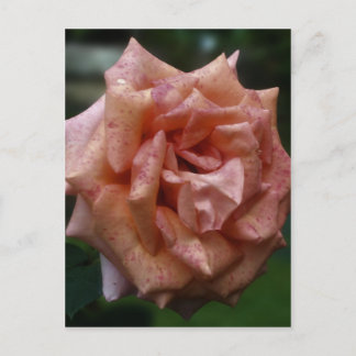 Carte Postale Rose De Pêche Intense Dans Fleur De Fleur De Fleur
