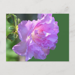 Carte postale rose de photo de fleur d'azalée