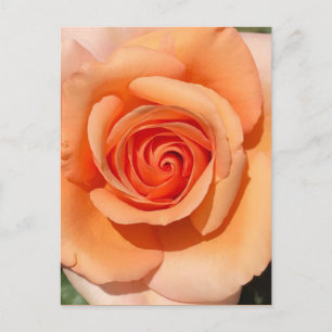 Carte Postale Rose de plage