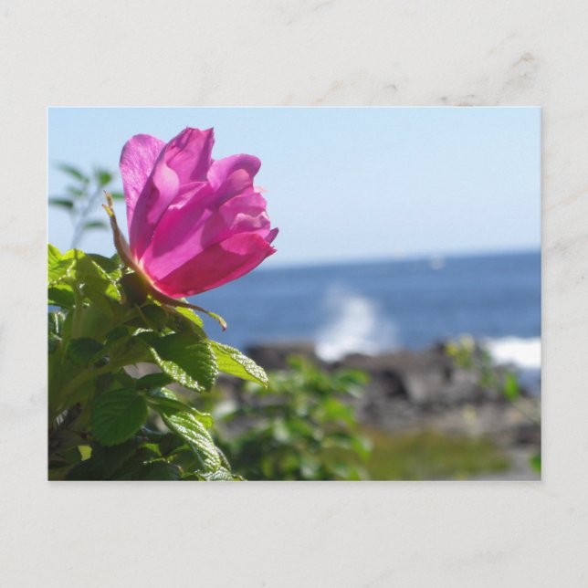 Carte Postale Rose de plage (Devant)