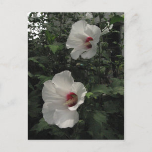 Carte postale Rose de Sharon